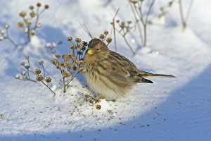 2002 Prints: Twite, Frater, Carduelis flavirostris