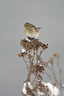 2002 Prints: Twite, Frater, Carduelis flavirostris