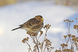 2002 Prints: Twite, Frater, Carduelis flavirostris