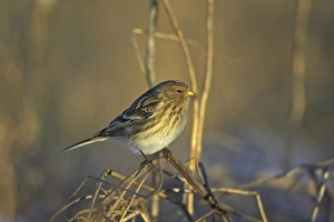 2002 Prints: Twite; Frater; Carduelis flavirostris