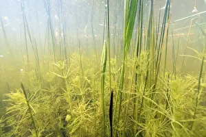 Canal Prints: Underwater view of canal life in Dutch meadow
