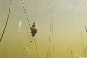 Canal Prints: Underwater view of canal life in Dutch meadow