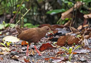 2017 Prints: Uniform Crake, Amaurolimnas concolor