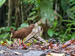2017 Prints: Uniform Crake, Amaurolimnas concolor