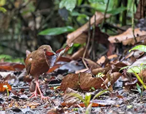 2017 Prints: Uniform Crake, Amaurolimnas concolor