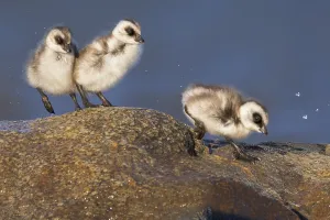 Images Dated 19th November 2023: Upland Goose, Chloephaga picta