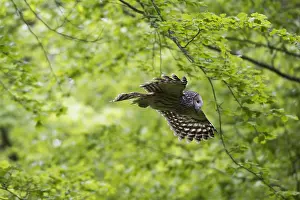 2018 Prints: Ural owl (Strix uralensis) in flight