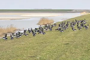 Geese Prints: Utopia Texel
