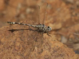 Images Dated 5th June 2015: Vaandeldrager, Bladetail, Lindenia tetraphylla