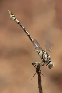 Images Dated 5th June 2015: Vaandeldrager, Bladetail, Lindenia tetraphylla