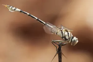 Images Dated 5th June 2015: Vaandeldrager, Bladetail, Lindenia tetraphylla