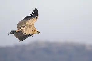 2015 Prints: Vale Gier, Griffon Vulture, Gyps fulvus