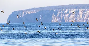 Pijlstormvogel Prints: Vale Pijlstormvogel, Balearic Shearwater, Puffinus mauretanicus