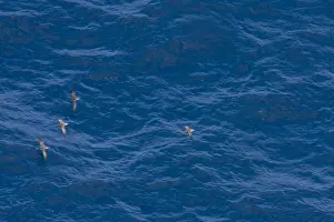 Pijlstormvogel Prints: Vale Pijlstormvogel, Balearic Shearwater, Puffinus mauretanicus