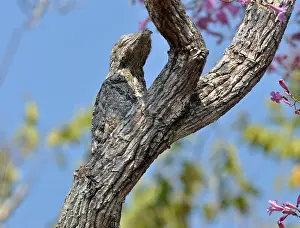 Images Dated 18th August 2010: Vale Reuzennachtzwaluw, Great Potoo, yctibius grandis