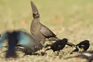 Images Dated 15th September 2008: Vale Toerako, Grey Go-Away-Bird, Corythaixoides concolor
