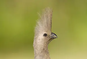 Images Dated 15th September 2008: Vale Toerako, Grey Go-Away-Bird, Corythaixoides concolor