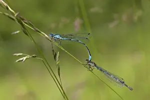 Images Dated 2nd June 2014: Variabele waterjuffer, Variable Blue Damselfly, Coenagrion pulch