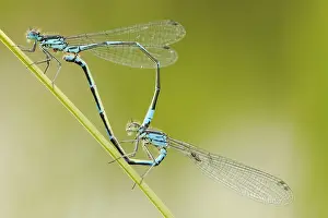 Parende Prints: Variabele waterjuffer, Variable Bluet, Coenagrion pulchellum