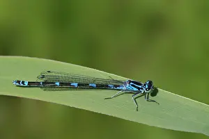 Bas Haasnoot Prints: Variable bluet, Coenagrion pulchellum