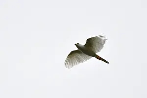Gliding Prints: Variable Goshawk, Accipiter hiogaster