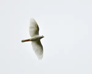 Gliding Prints: Variable Goshawk, Accipiter hiogaster