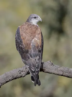 Geranoaetus Prints: Variable Hawk (Geranoaetus polyosoma polyosoma)