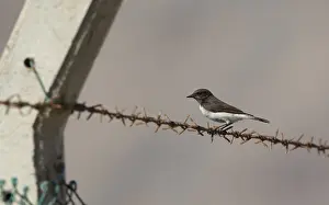Images Dated 22nd February 2014: Variable Wheatear, Oenanthe picata