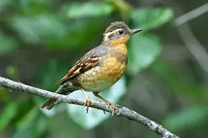 Images Dated 23rd June 2022: Varied Thrush Ixoreus naevius