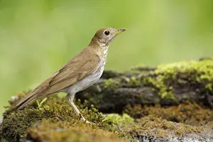 Images Dated 29th April 2017: Veery, Catharus fuscescens