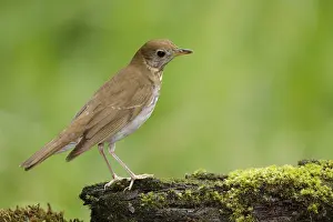 Images Dated 29th April 2017: Veery, Catharus fuscescens