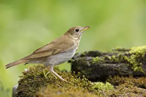 Images Dated 29th April 2017: Veery, Catharus fuscescens