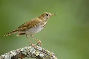 Images Dated 29th April 2017: Veery, Catharus fuscescens