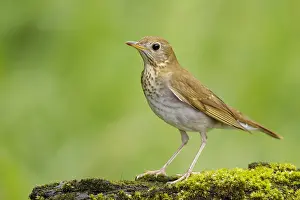 Images Dated 29th April 2017: Veery, Catharus fuscescens