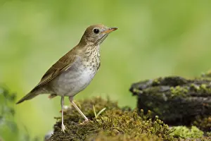 Images Dated 29th April 2017: Veery, Catharus fuscescens