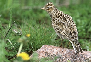 2001 Prints: Veldleeuwerik, Eurasian Skylark, Alauda arvensis
