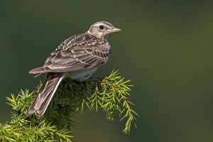 Images Dated 5th June 2015: Veldleeuwerik; Eurasian Skylark; Alauda arvensis