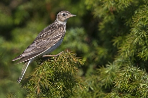 Images Dated 5th June 2015: Veldleeuwerik; Eurasian Skylark; Alauda arvensis