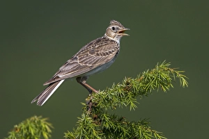 Images Dated 5th June 2015: Veldleeuwerik; Eurasian Skylark; Alauda arvensis