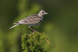 Images Dated 5th June 2015: Veldleeuwerik; Eurasian Skylark; Alauda arvensis