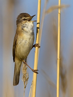 2011 Prints: Veldrietzanger, Paddyfield Warbler, Acrocephalus agricola