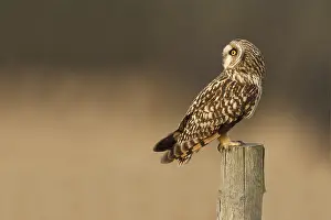 Images Dated 28th January 2012: velduil; Short-eared owl; Asio flammeus