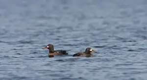 2008 Prints: Velvet Scoter, Melanitta fusca