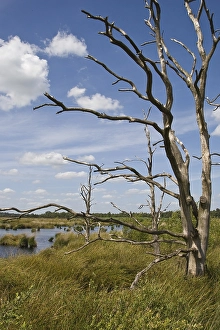 Dwingeloo Prints: Ven, Bog