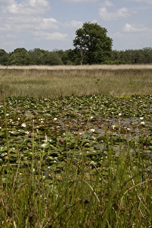 Dwingeloo Prints: Ven, Bog