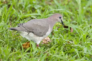 2012 Prints: Verreaux Duif, White-tipped Dove, Leptotila verreauxi
