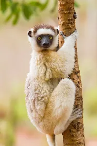 2010 Prints: Verreaux's Sifaka, Propithecus verreauxi
