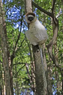Verreaux Prints: Verreaux's Sifaka, Propithecus verreauxi