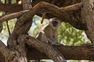 Images Dated 2nd December 2013: A vervet monkey, Cercopithecus aethiops