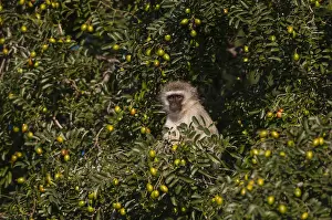 Images Dated 15th June 2013: A vervet monkey, Cercopithecus aethiops